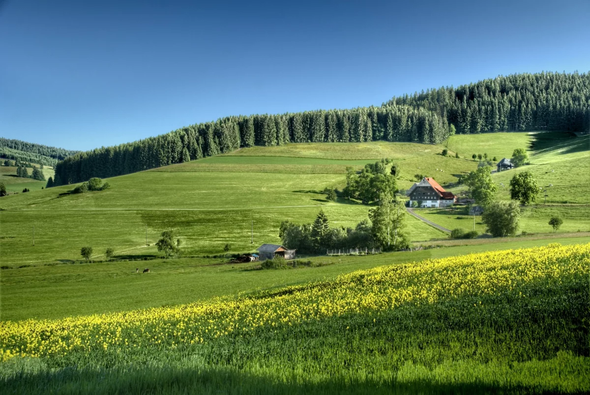 Wygodne krzesła na wesele: Klucz do udanej i komfortowej zabawy!